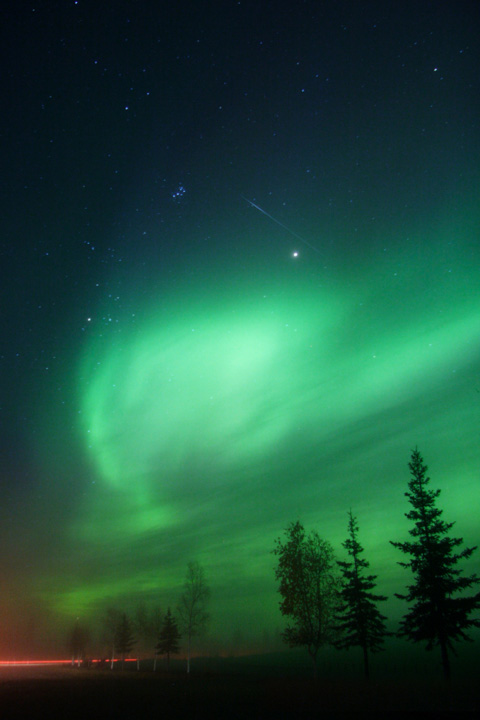 green northern lights and fir tree silhouettes