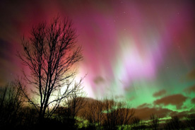 pink aurora borealis and deciduous tree branches